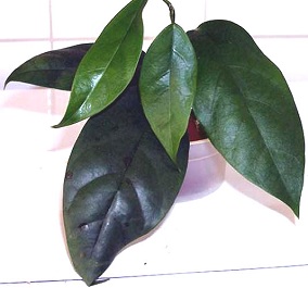 Hoya angustisepala