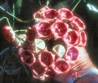 Hoya archboldiana -form 4148
