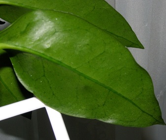 Hoya archboldiana Norman, 1937 - внутреняя сторона