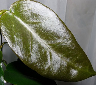 Hoya archboldiana Norman, 1937 - молодо лист (красноватый оттенок)