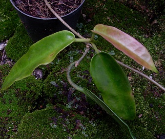 Hoya archboldiana IML - 414