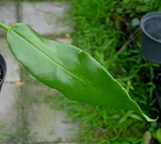Hoya archboldiana 'Timika'