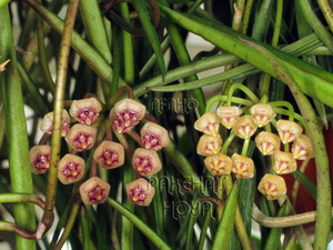 Hoya acicularis Sabah & Hoya acicularis