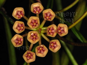 Hoya acicularis Sabah Pink corona