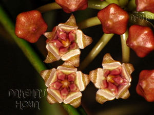 Hoya acicularis Sabah Pink corona