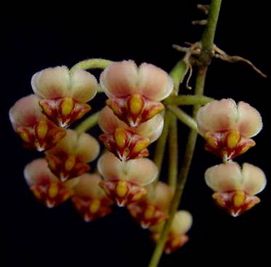 Hoya anncajanoae