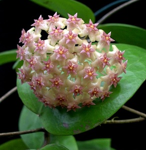 Hoya balaensis 'Hara Bara' (light flowers) с юга Тайланда (Sukirin Narathivat)