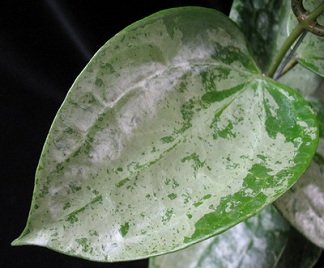 Hoya balaensis 'Splash'