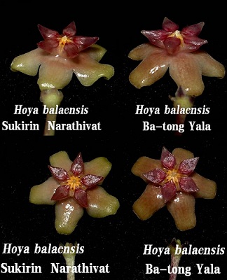 Hoya balaensis 