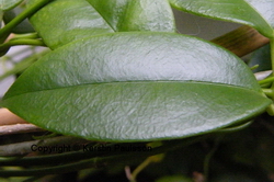 Hoya buotii White form