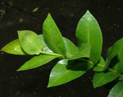 Hoya densifolia Turczaninow, 1848