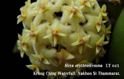 Hoya erythrostemma UT045