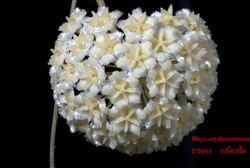 Hoya erythrostemma UT044