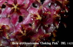 Hoya erythrostemma «Choking Pink» IML1423