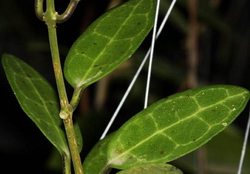 Hoya elliptica (clone A)