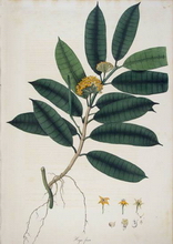 Hoya fusca Wallich 1830
