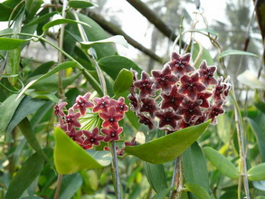 Hoya globulifera Blume 1849