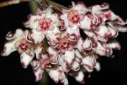 Hoya graveolens red spots flowers