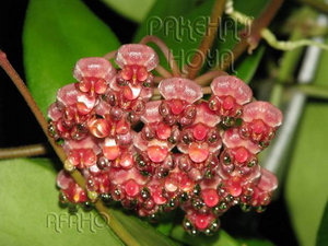 Hoya halophila Pink Flowers IML1116