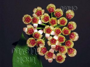 Hoya halophila White Flowers IPPS1114