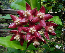 Hoya imperialis Borneo Red