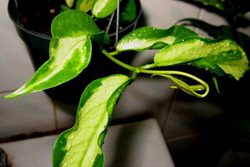 Hoya kenejiana variegated