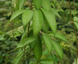 Hoya kentiana "Mini"