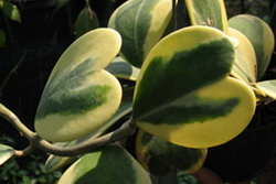 Hoya kerrii albomarginate