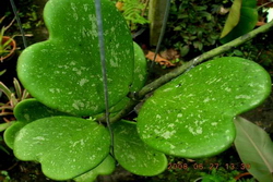 Hoya kerrii "spot leaf"