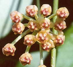 Hoya kuhlii