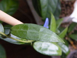 Hoya Lacunosa "long leaf"