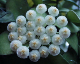 Hoya lacunosa Blume, 1826