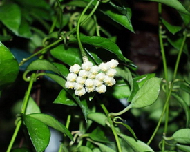 Hoya lacunosa Blume, 1826