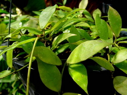 Hoya lacunosa v. pallidiflora Hook f. (1861) или H. lacunosa 'Poonsak'