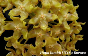 Hoya lambii UT180