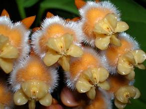 Hoya lasiantha Korthals ex Blume, 1848