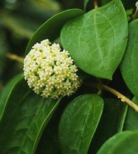 Hoya latifolia G. Don 1837