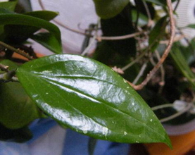 Hoya limoniaca Moore, 1921 (= H. limonica)