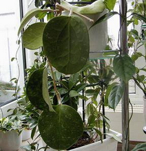 Hoya loyceandrewsiana Green, 1994