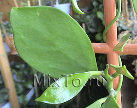 Hoya membranifolia