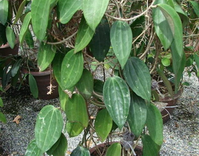 Hoya macrophylla Blume, 1826