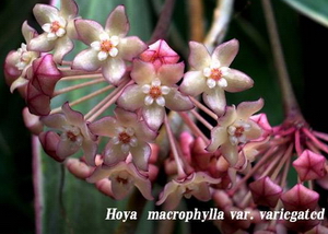 Hoya macrophylla var. Variegated