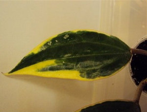 Hoya macrophylla white margins M