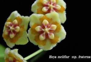 Hoya meliflua ssp. Fraterna