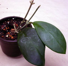 Hoya mindorensis ssp. superba Kloppenburg, 2005