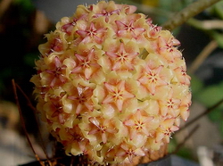 Hoya mindorensis subsp. Mindorensis AP1137