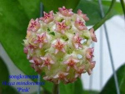 Hoya mindorensis subsp. mindorensis 'Pink'