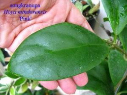 Hoya mindorensis subsp. mindorensis 'Pink'