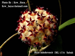 Hoya mindorensis subsp. mindorensis IML1776 Sabah