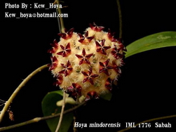 Hoya mindorensis subsp. mindorensis IML1776 Sabah
